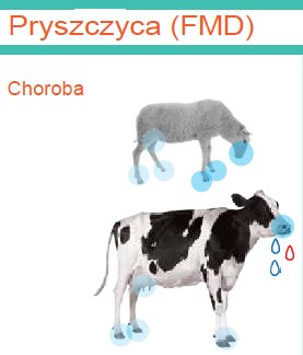 UWAGA pryszczyca!